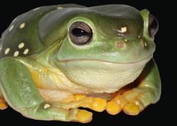 202-Litoria splendida